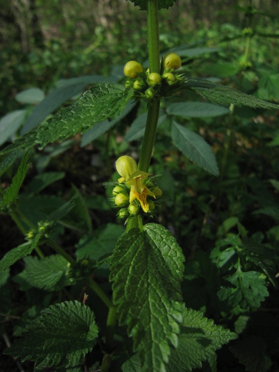 Lamium galeobdolon